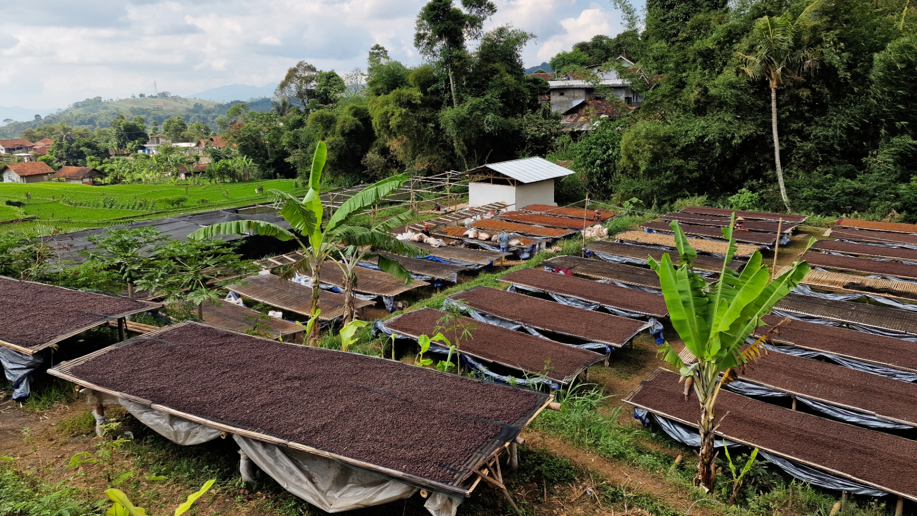 Kamojang highlands, West Java